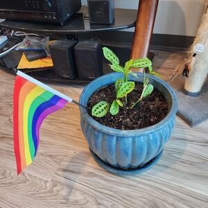 Vibrant Rainbow Flag for Home Decor